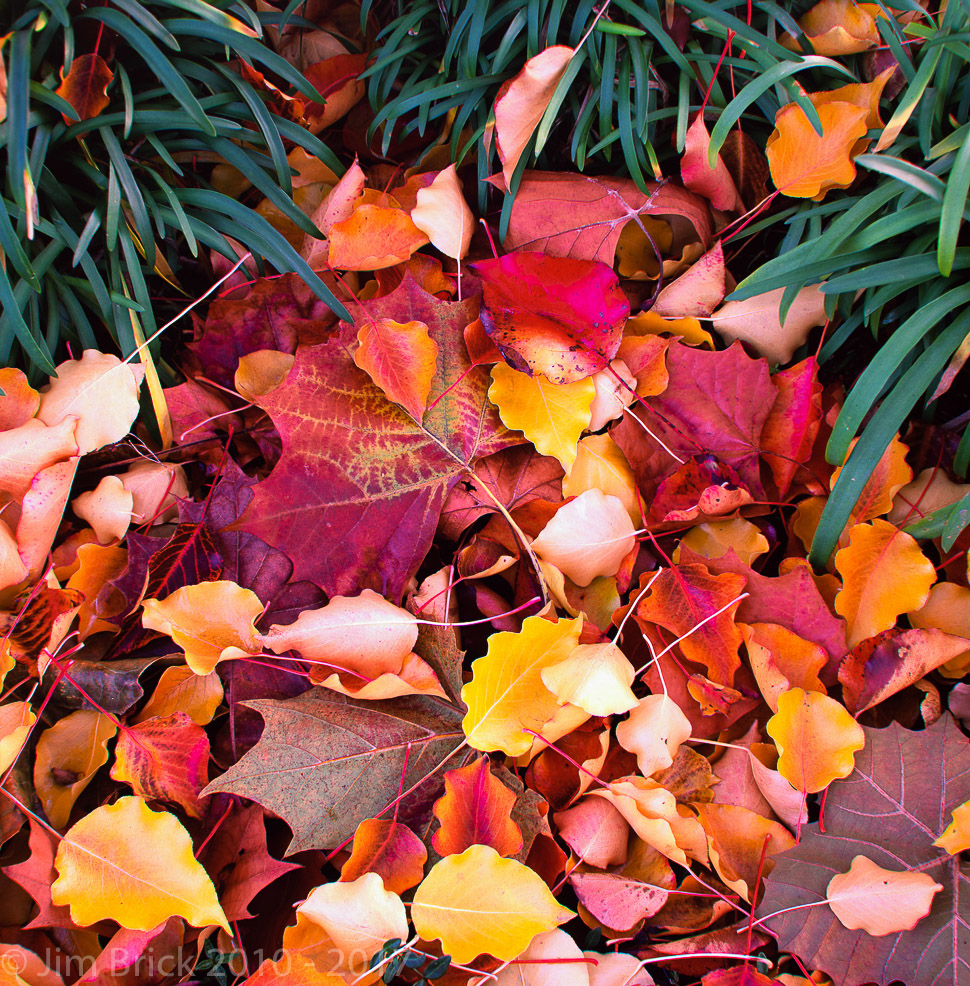 Rollei SL66, 80mm Planar, Fuji Velvia film.