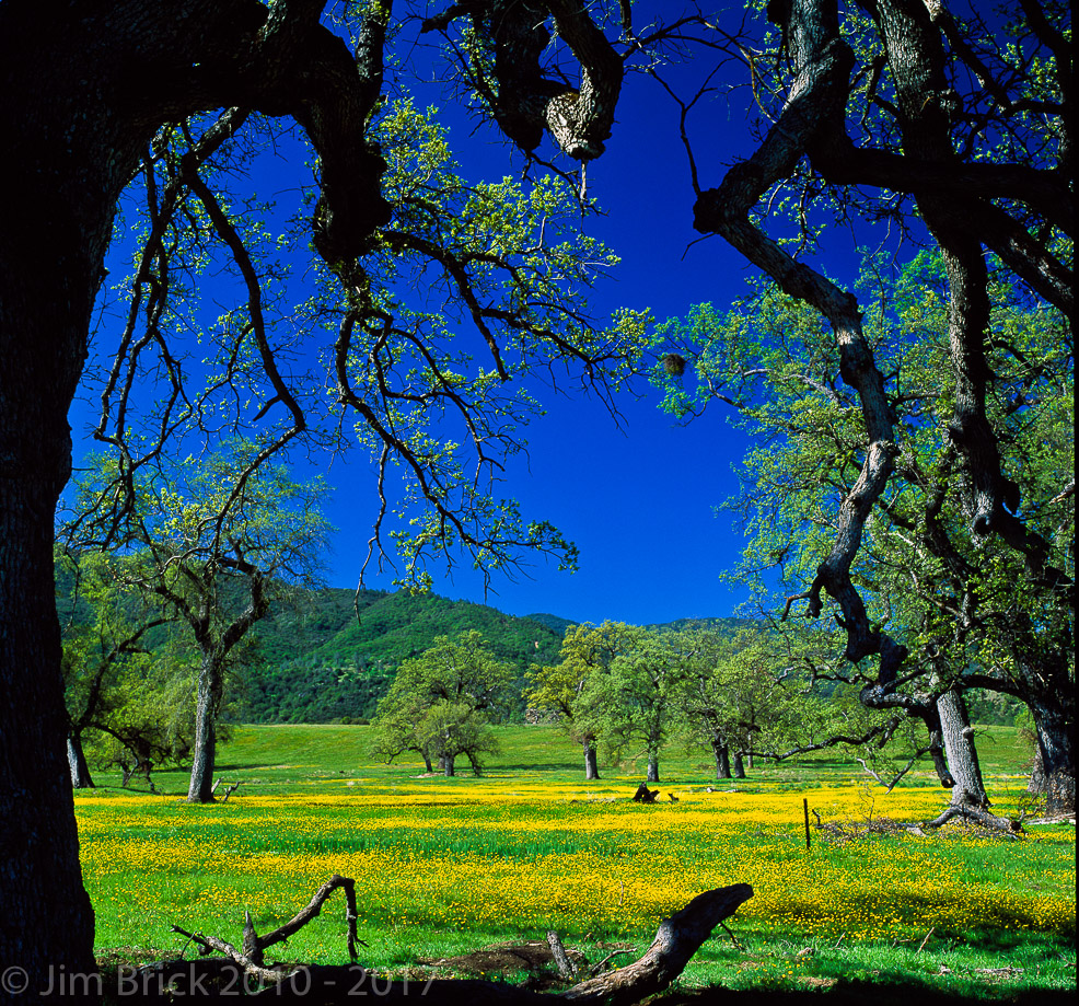 Rollei SL66, 40mm HFT FLE Distagon lens. Fuji Velvia 50 film, Scheimpflug used.